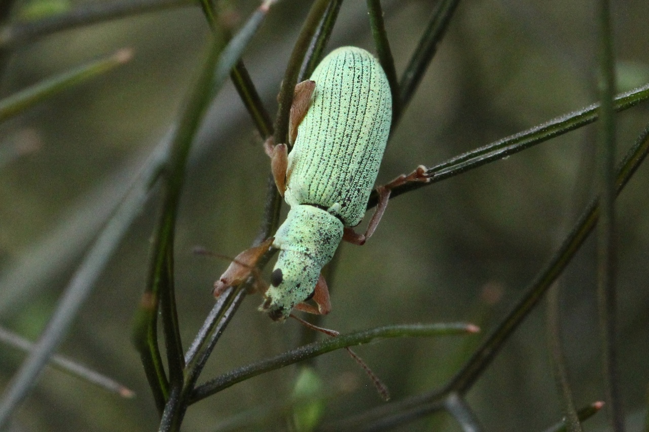 Polydrusus impressifrons Gyllenhal, 1834 - Charançon vert-pâle