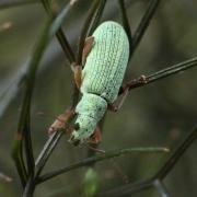 Polydrusus impressifrons Gyllenhal, 1834 - Charançon vert-pâle
