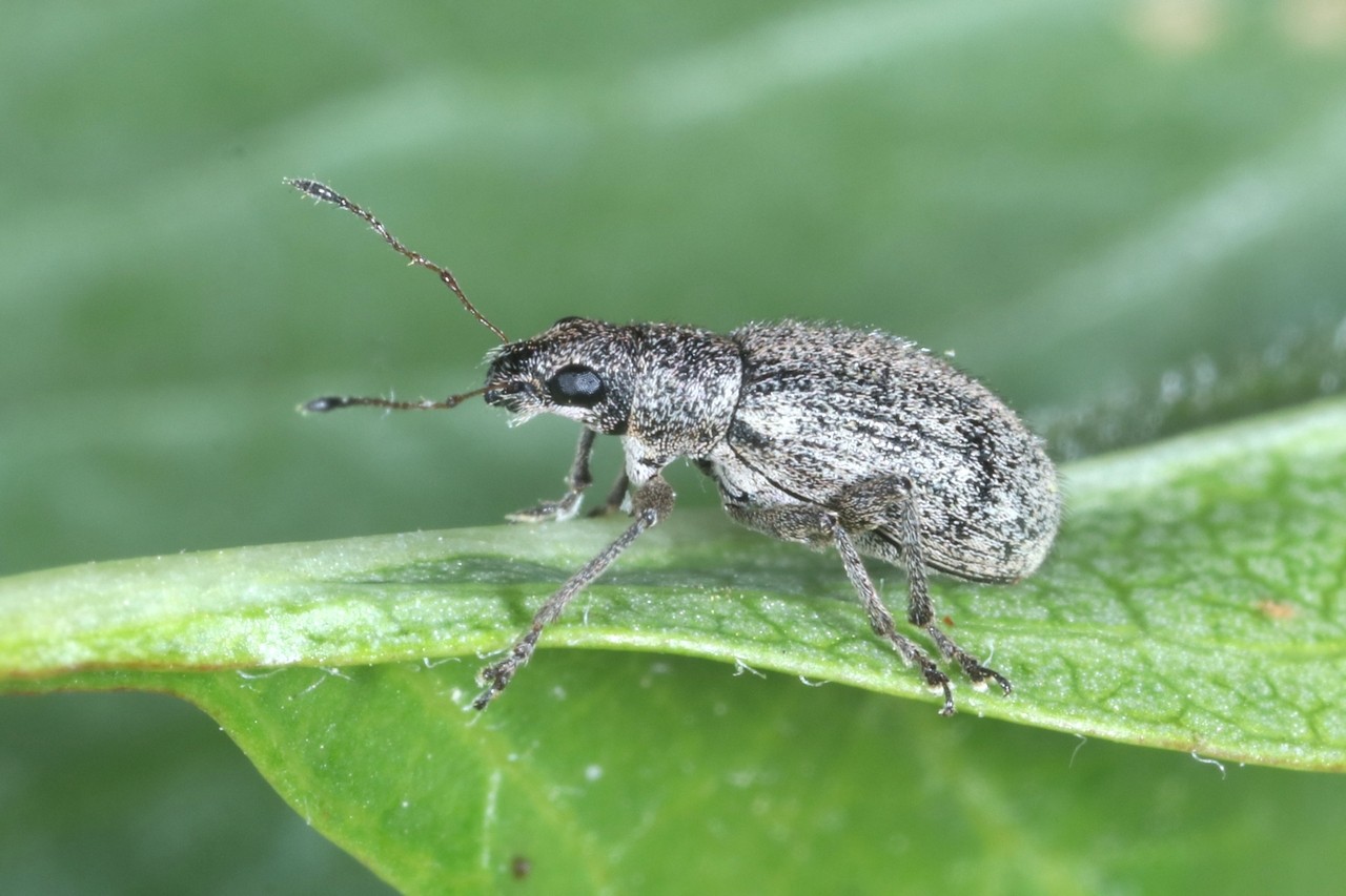 Polydrusus inustus Germar, 1823