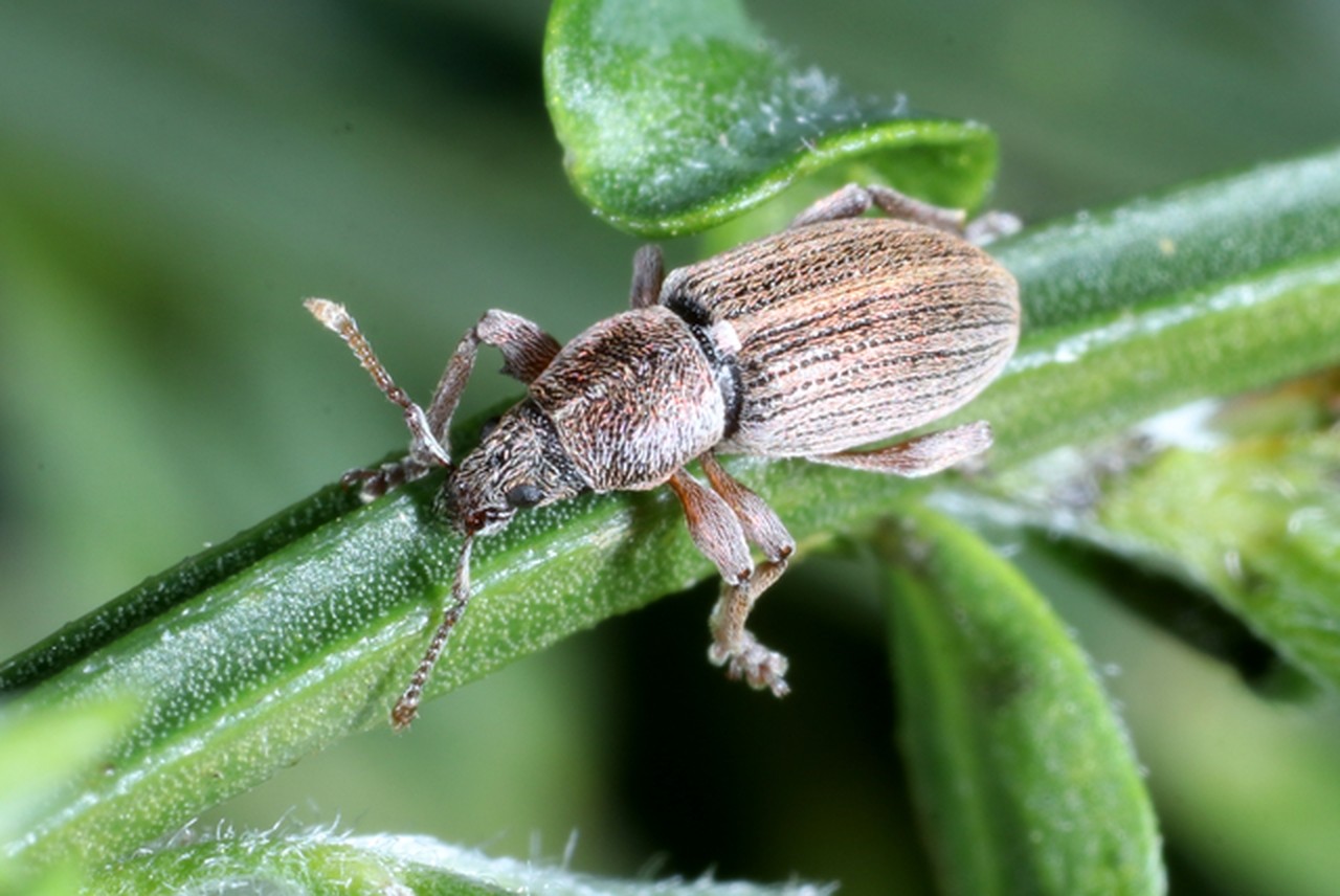 Polydrusus marginatus Stephens, 1831