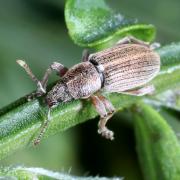 Polydrusus marginatus Stephens, 1831