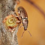 Polydrusus marginatus Stephens, 1831