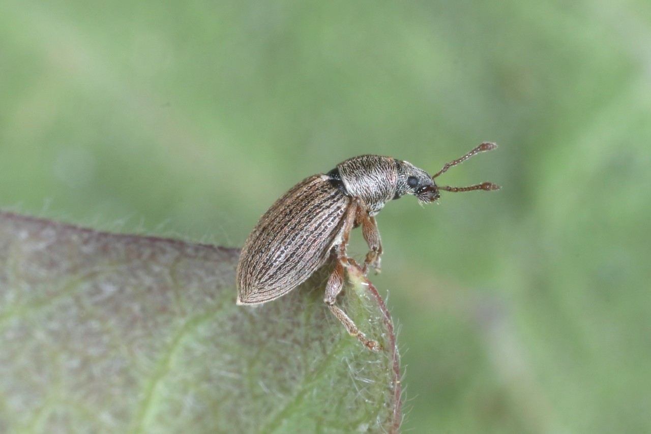 Polydrusus marginatus Stephens, 1831