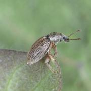 Polydrusus marginatus Stephens, 1831