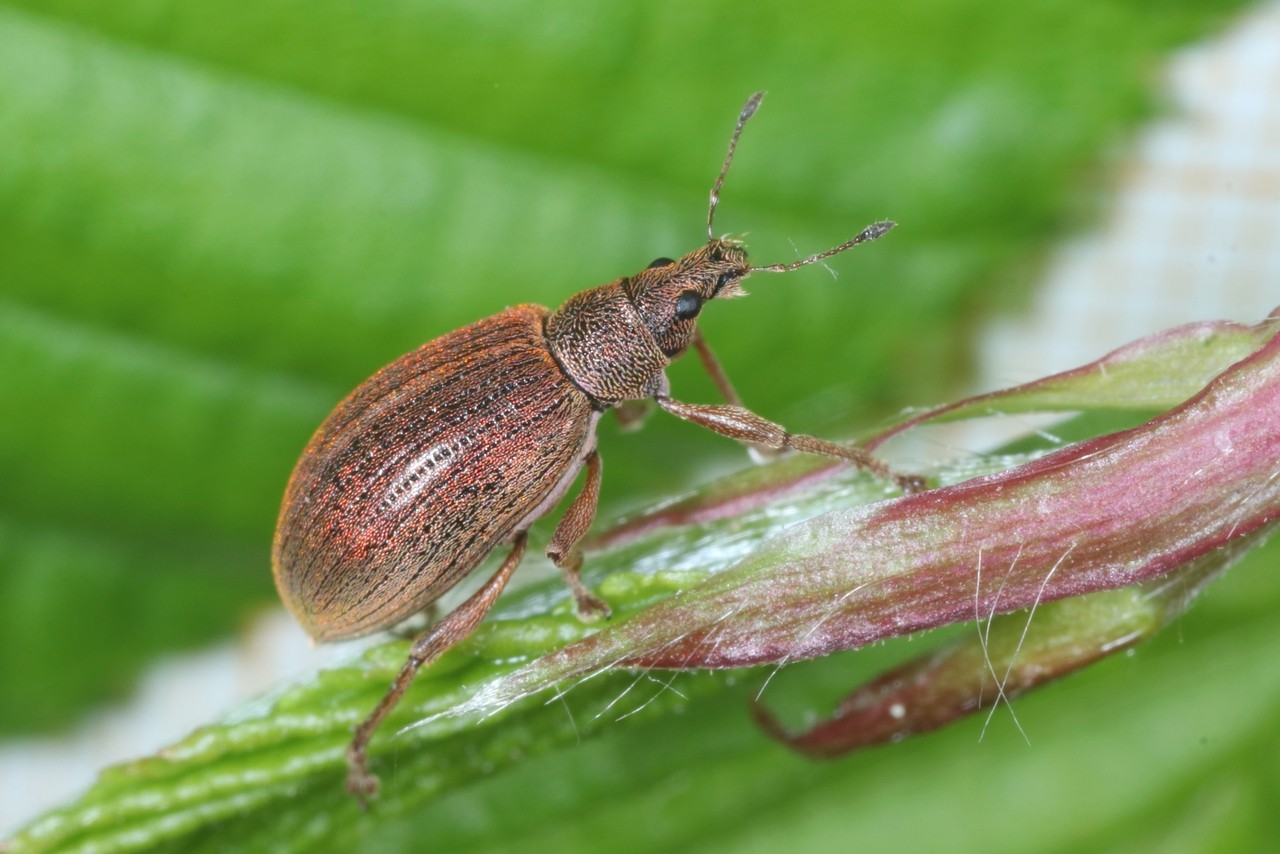 Polydrusus mollis (Strøm, 1768)