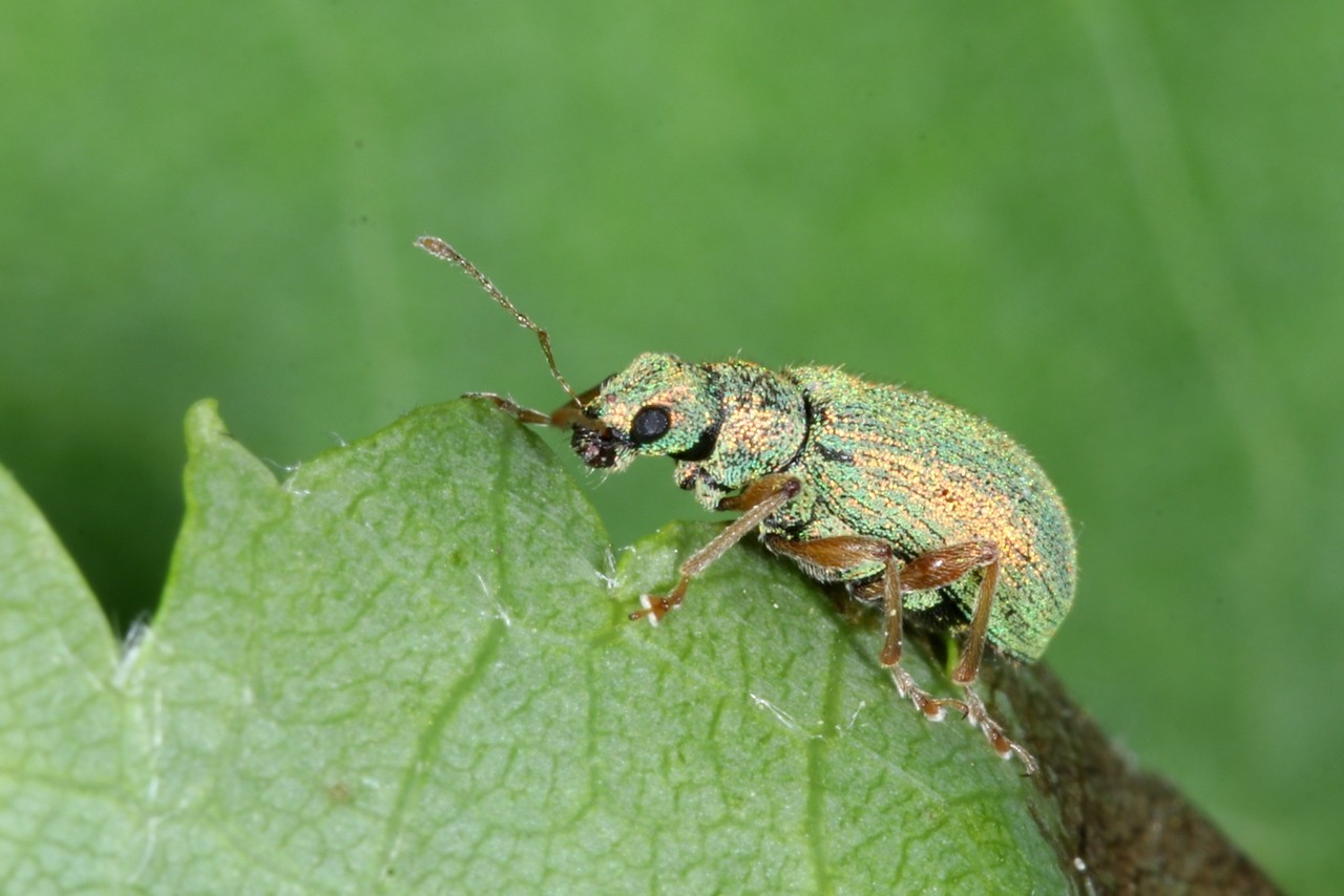 Polydrusus pterygomalis Boheman, 1840 - Charançon des Forêts