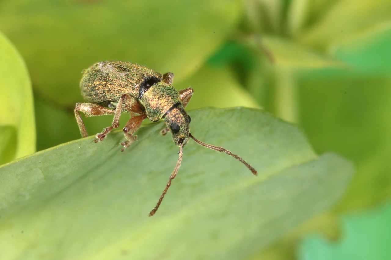 Phyllobius argentatus (Linnaeus, 1758) - Phyllobe argenté