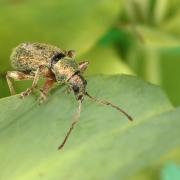 Phyllobius argentatus (Linnaeus, 1758) - Phyllobe argenté