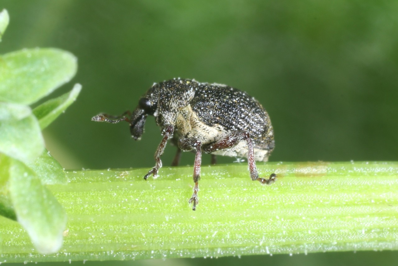 Rhinoncus pericarpius (Linnaeus, 1758)