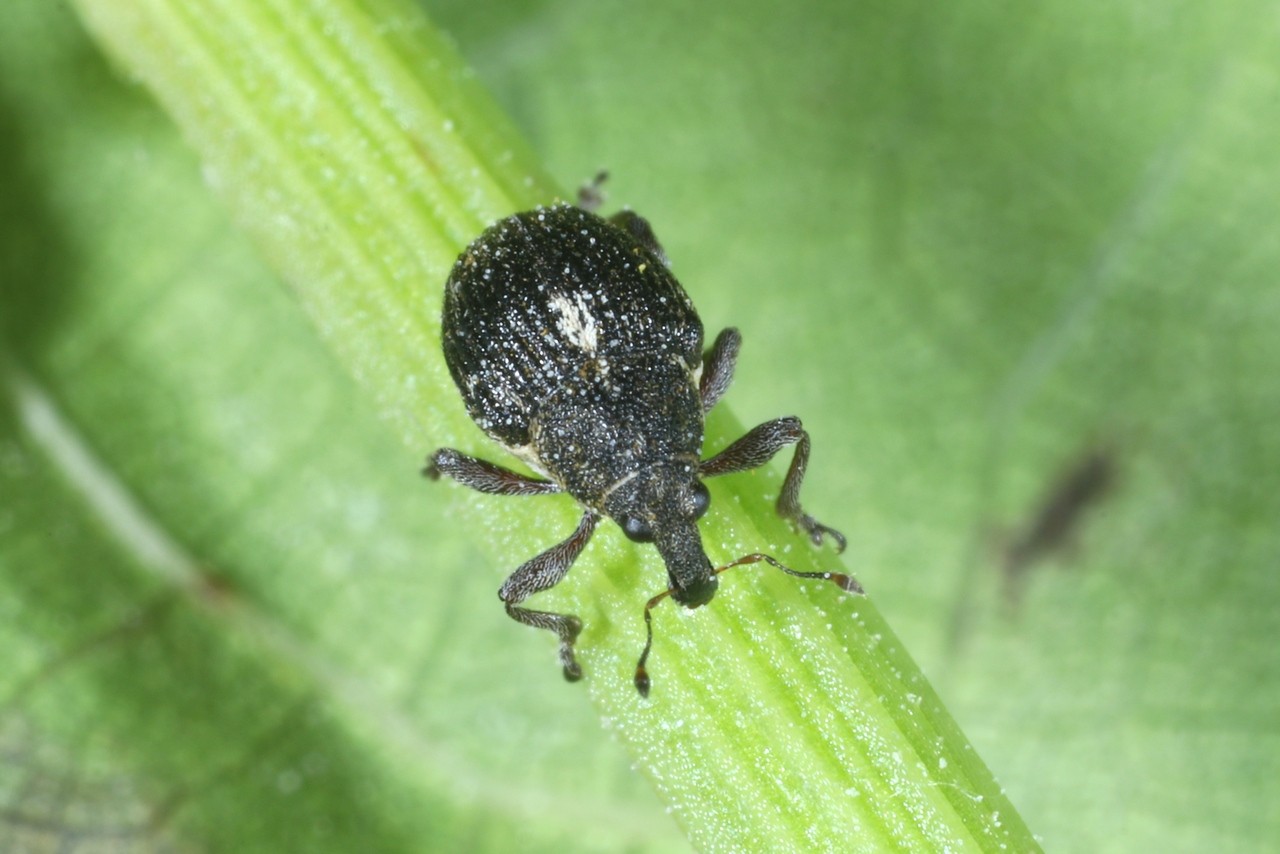 Rhinoncus pericarpius (Linnaeus, 1758)