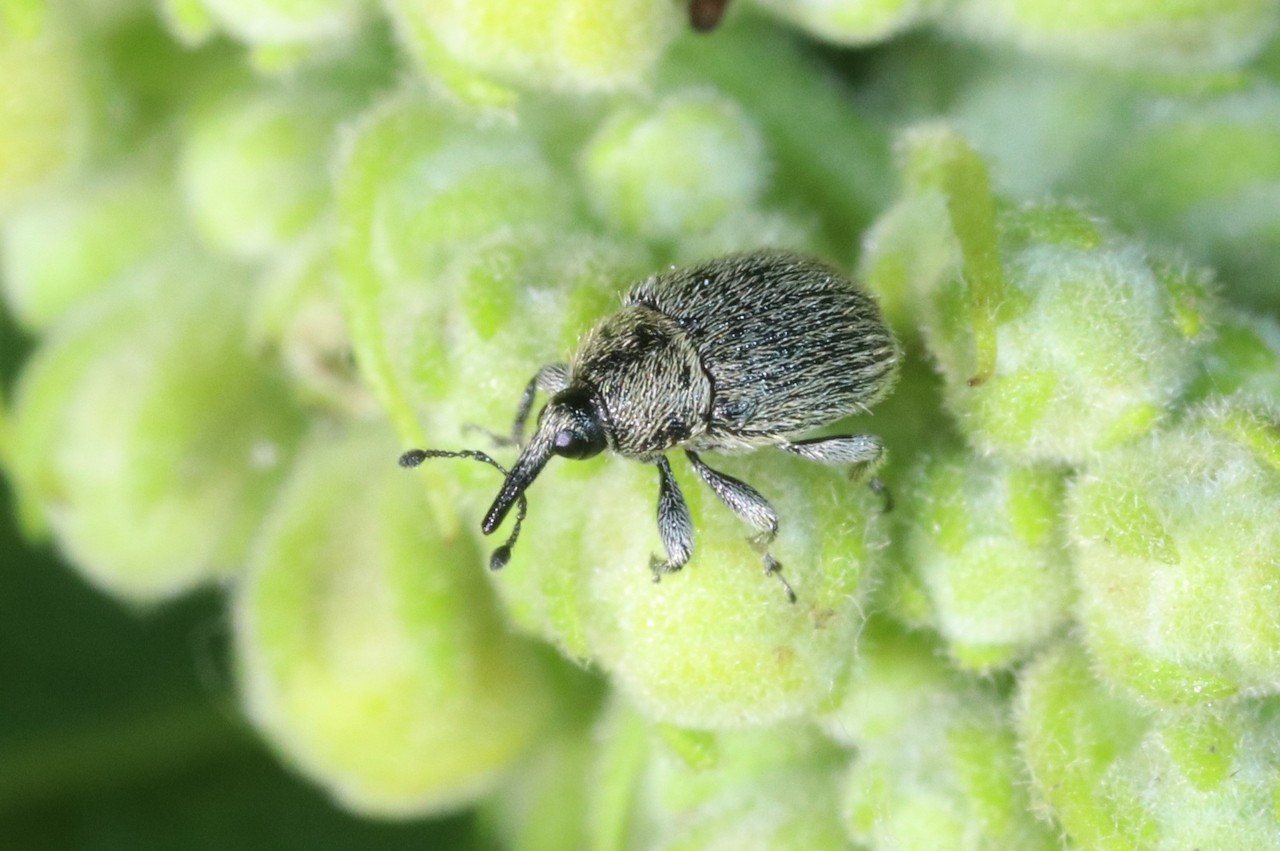 Rhinusa asellus (Gravenhorst, 1807)