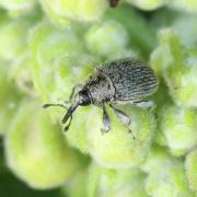 Rhinusa asellus (Gravenhorst, 1807)