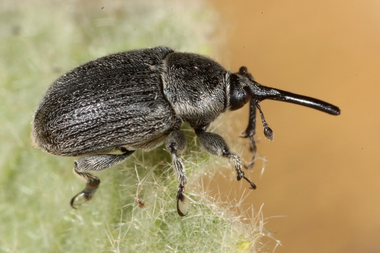 Rhinusa asellus (Gravenhorst, 1807)