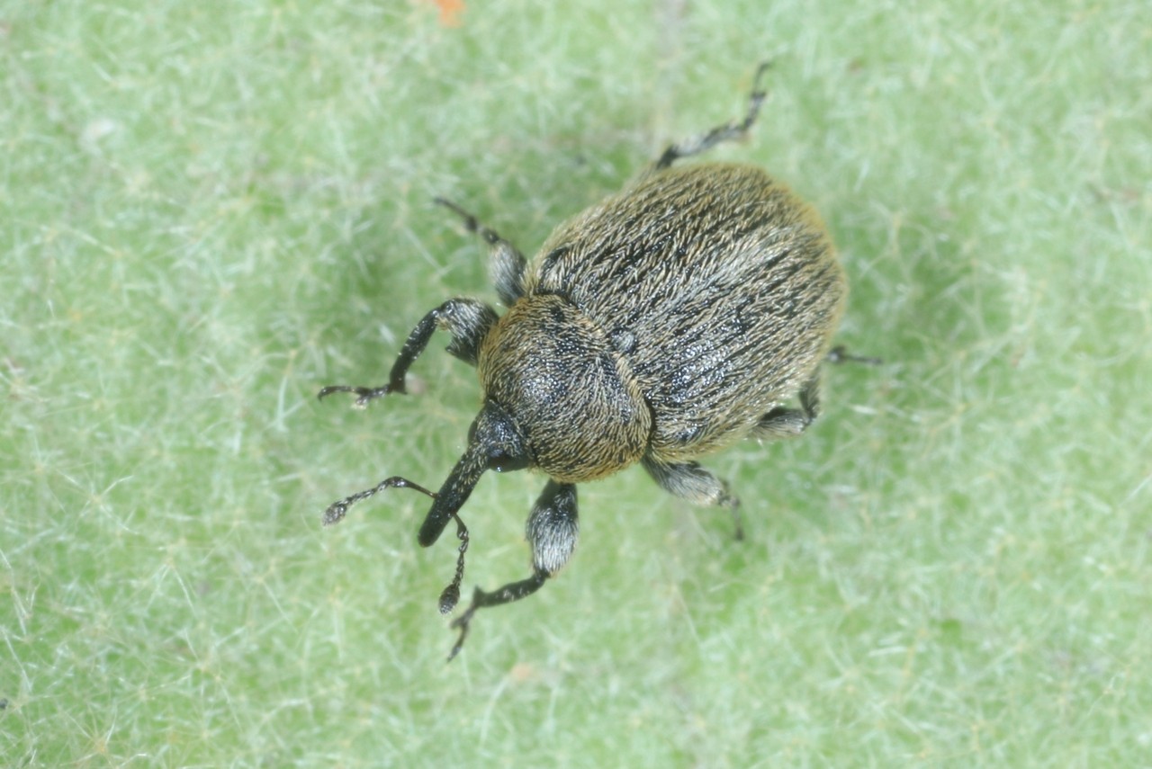 Rhinusa tetra (Fabricius, 1792) (mâle)