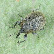 Rhinusa tetra (Fabricius, 1792) (mâle)