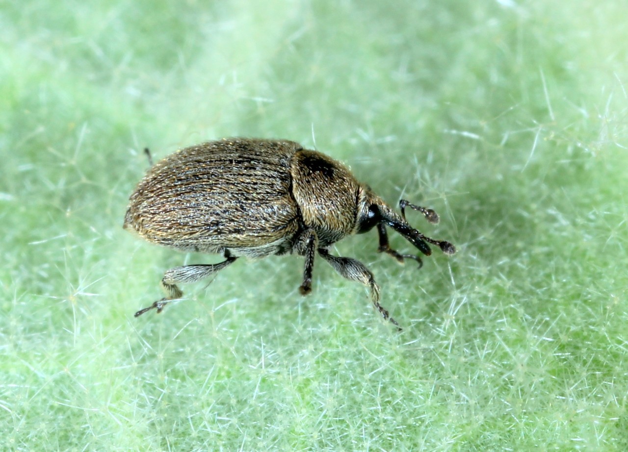 Rhinusa tetra (Fabricius, 1792) (mâle)