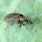 Rhinusa tetra (Fabricius, 1792) (mâle)