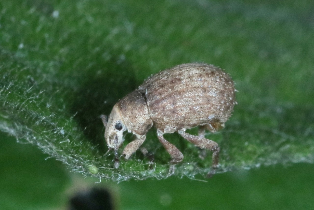 Romualdius angustisetulus (V. Hansen, 1915)