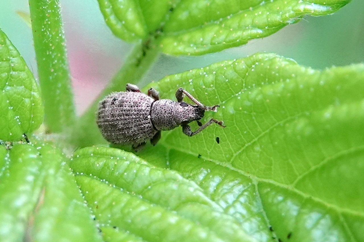 Sciaphilus asperatus (Bonsdorff, 1785)