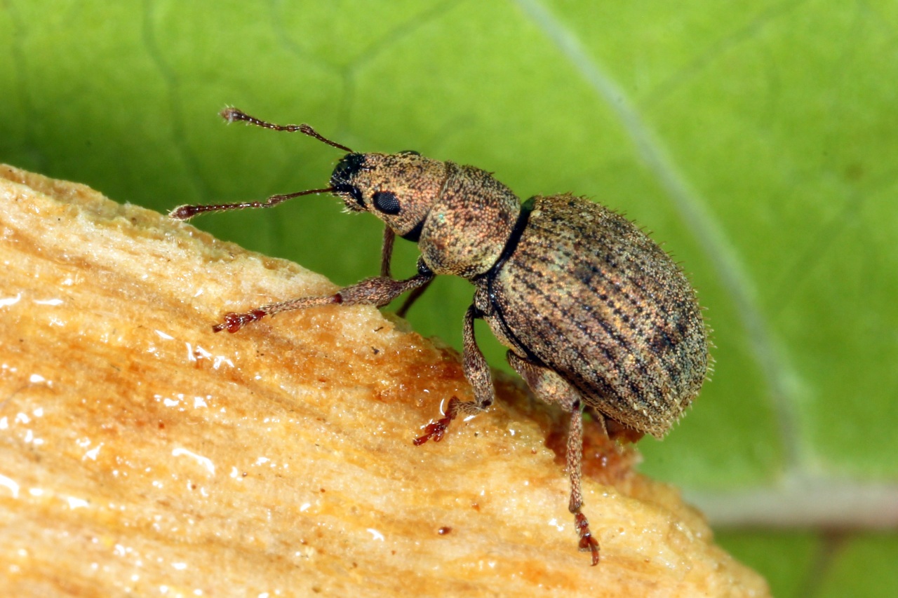 Sciaphilus asperatus (Bonsdorff, 1785)