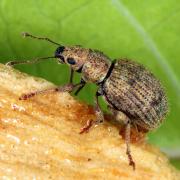 Sciaphilus asperatus (Bonsdorff, 1785)