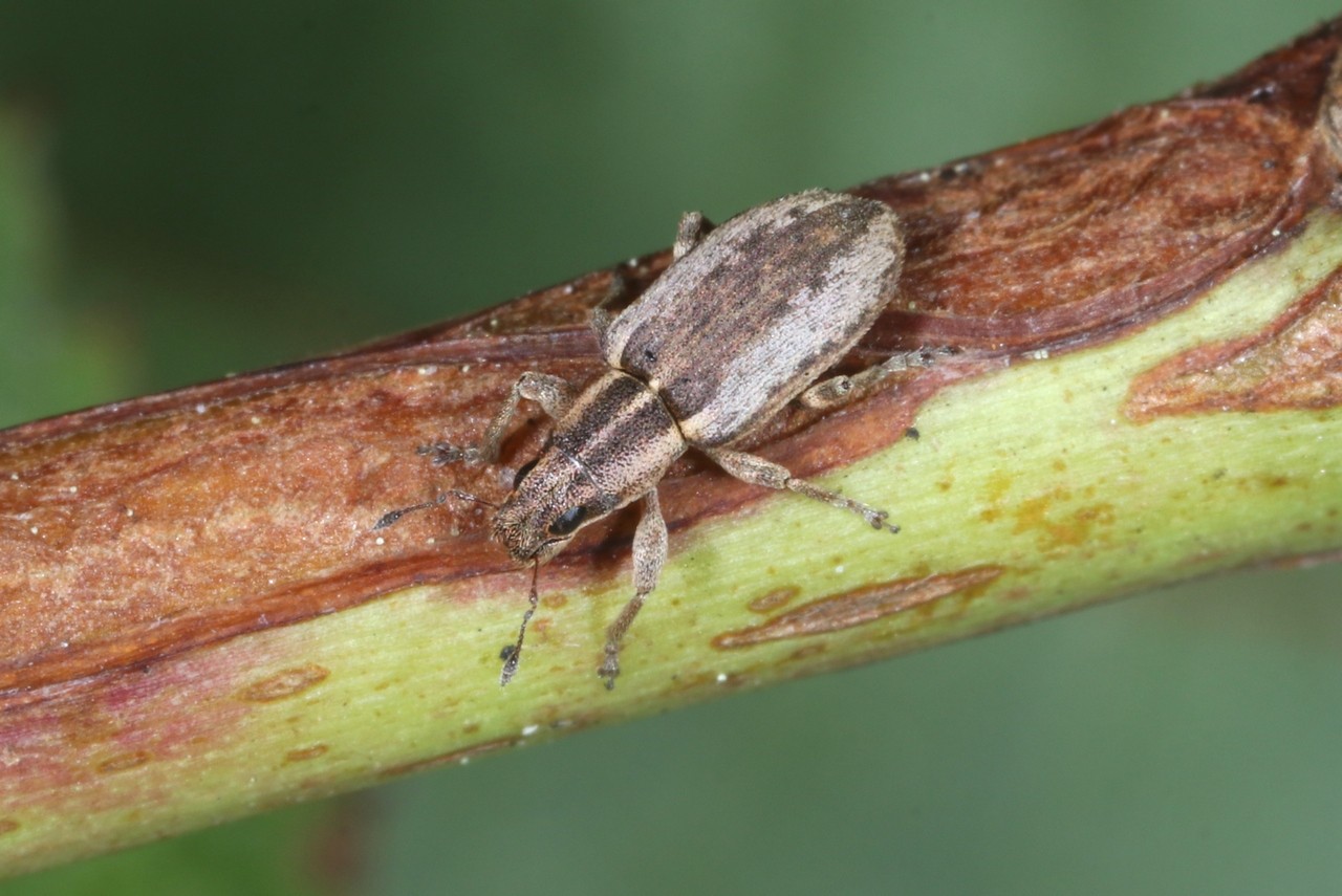 Sitona humeralis Stephens, 1831