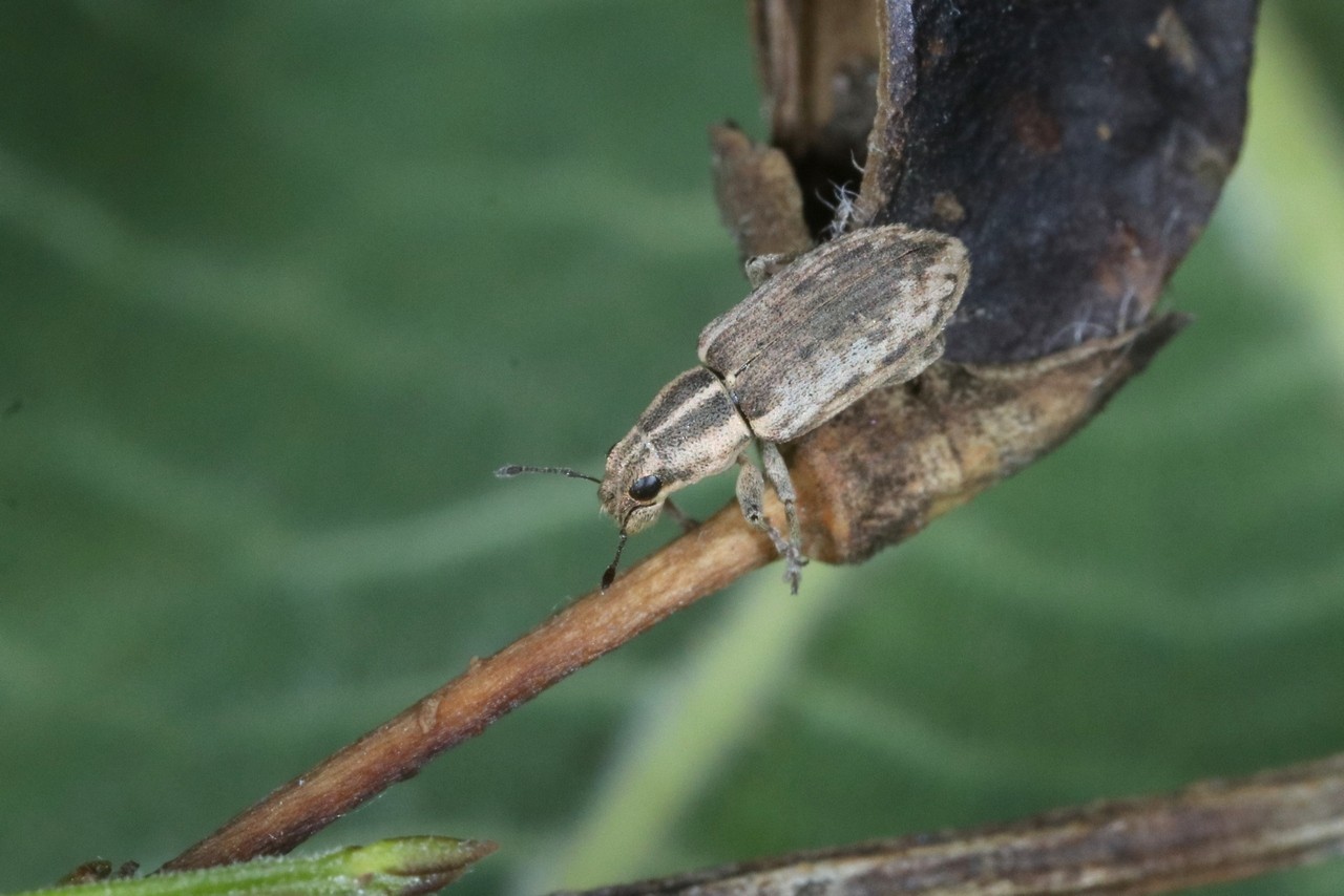 Sitona humeralis Stephens, 1831