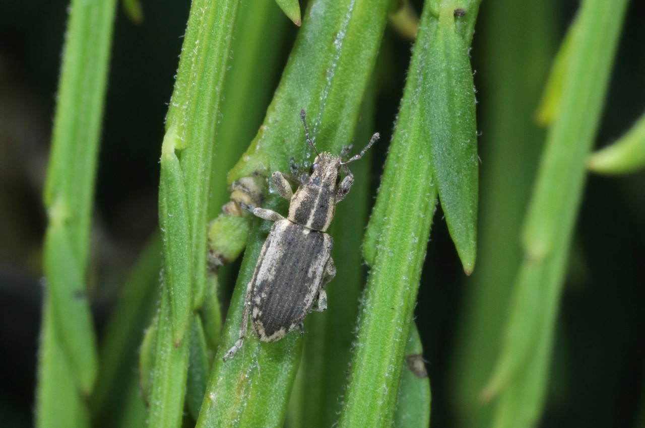 Sitona humeralis Stephens, 1831