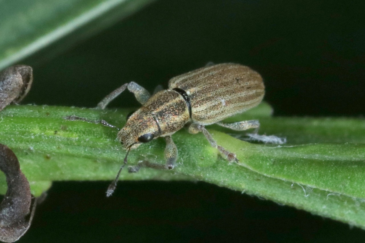 Sitona lineatus (Linnaeus, 1758) - Sitone du Pois 