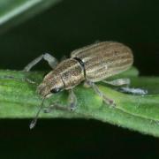 Sitona lineatus (Linnaeus, 1758) - Sitone du Pois 