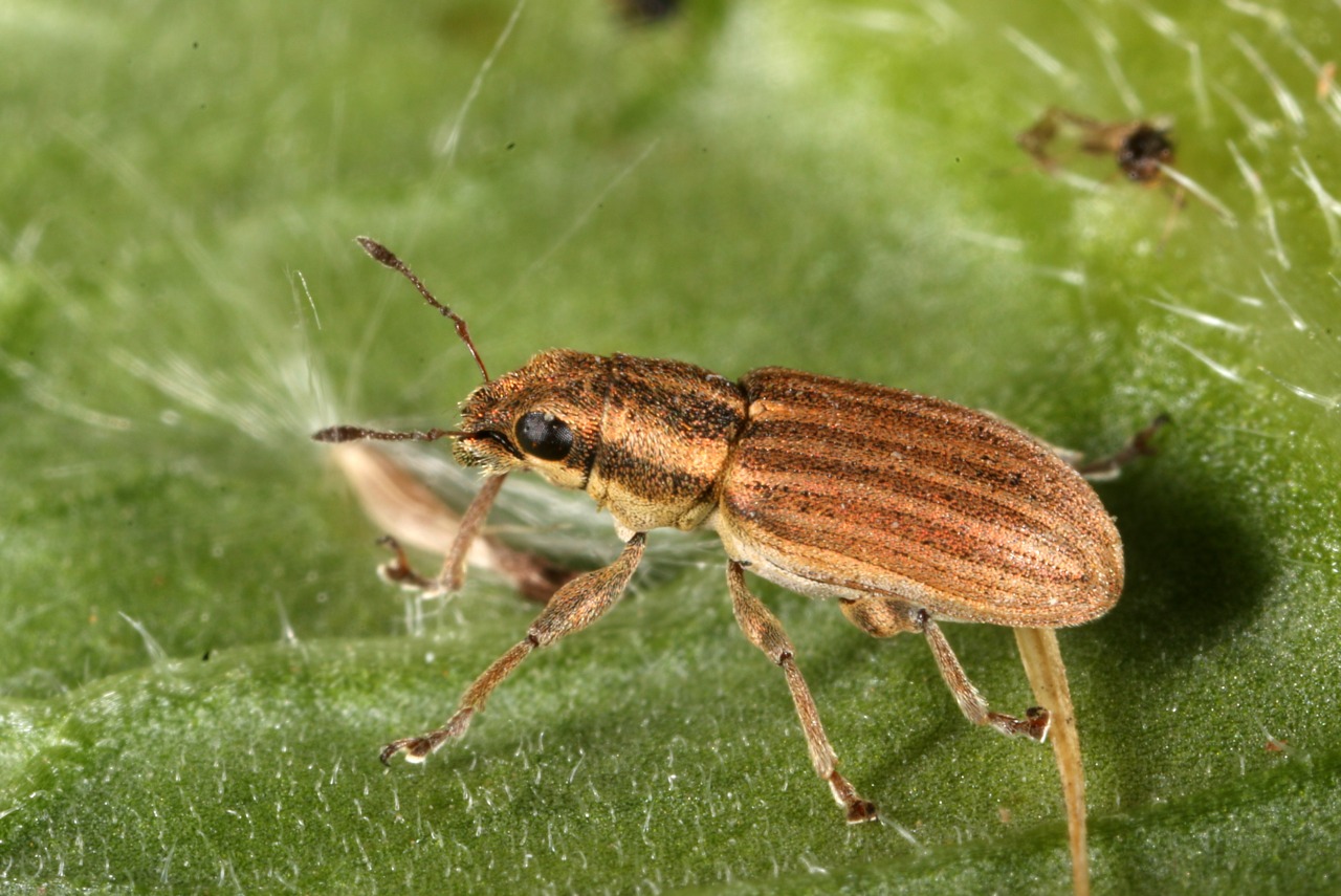 Sitona lineatus (Linnaeus, 1758) - Sitone du Pois