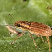 Sitona lineatus (Linnaeus, 1758) - Sitone du Pois