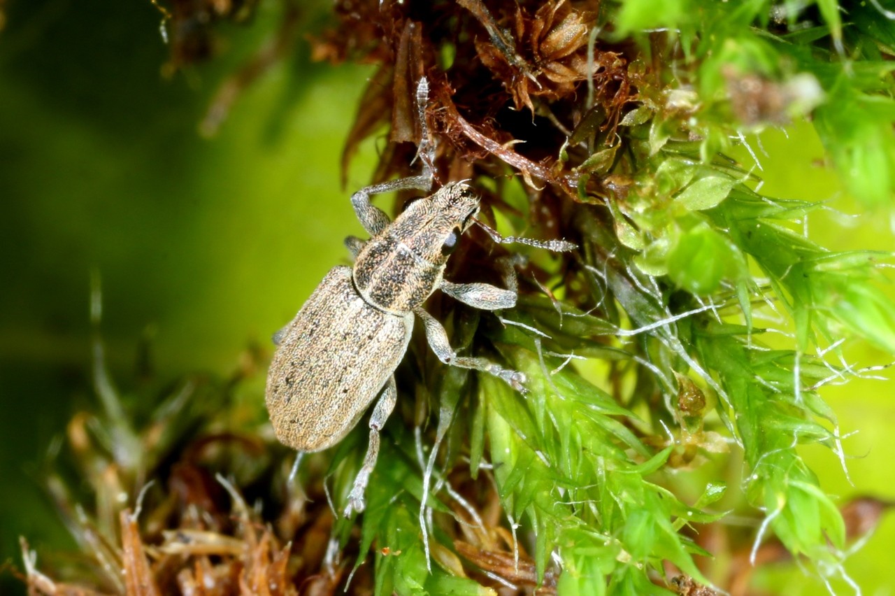 Sitona lineatus (Linnaeus, 1758) - Sitone du Pois