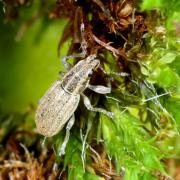 Sitona lineatus (Linnaeus, 1758) - Sitone du Pois