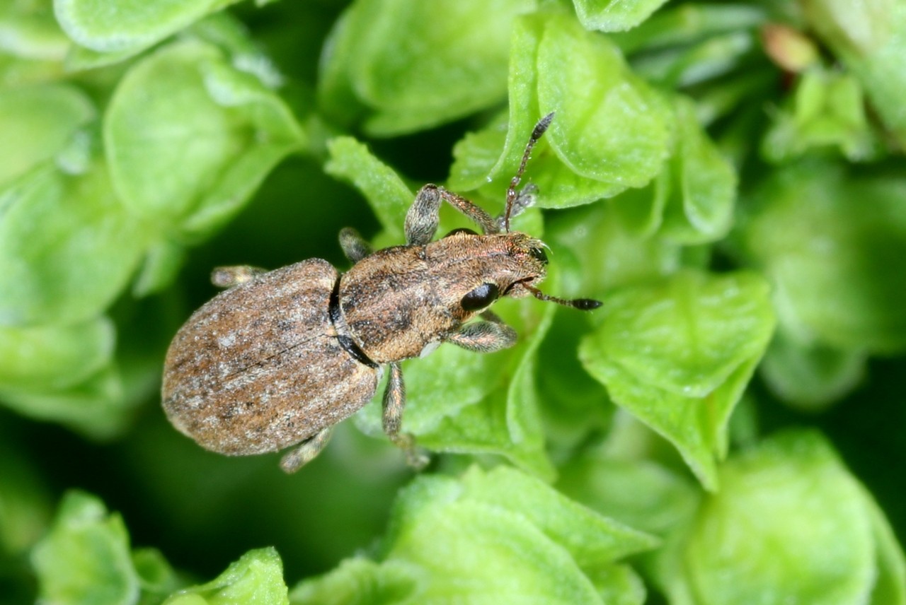 Sitona obsoletus (Gmelin, 1790)