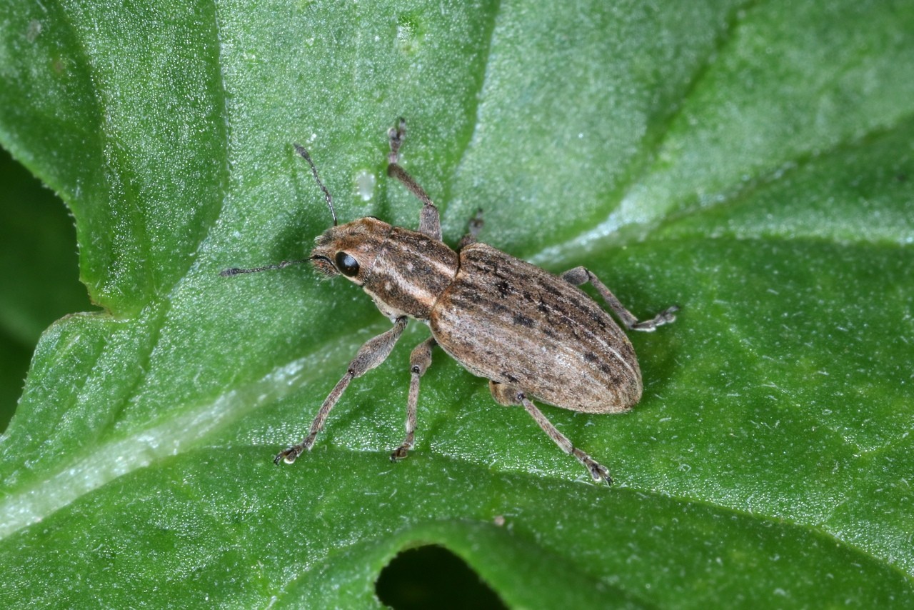 Sitona puncticollis Stephens, 1831