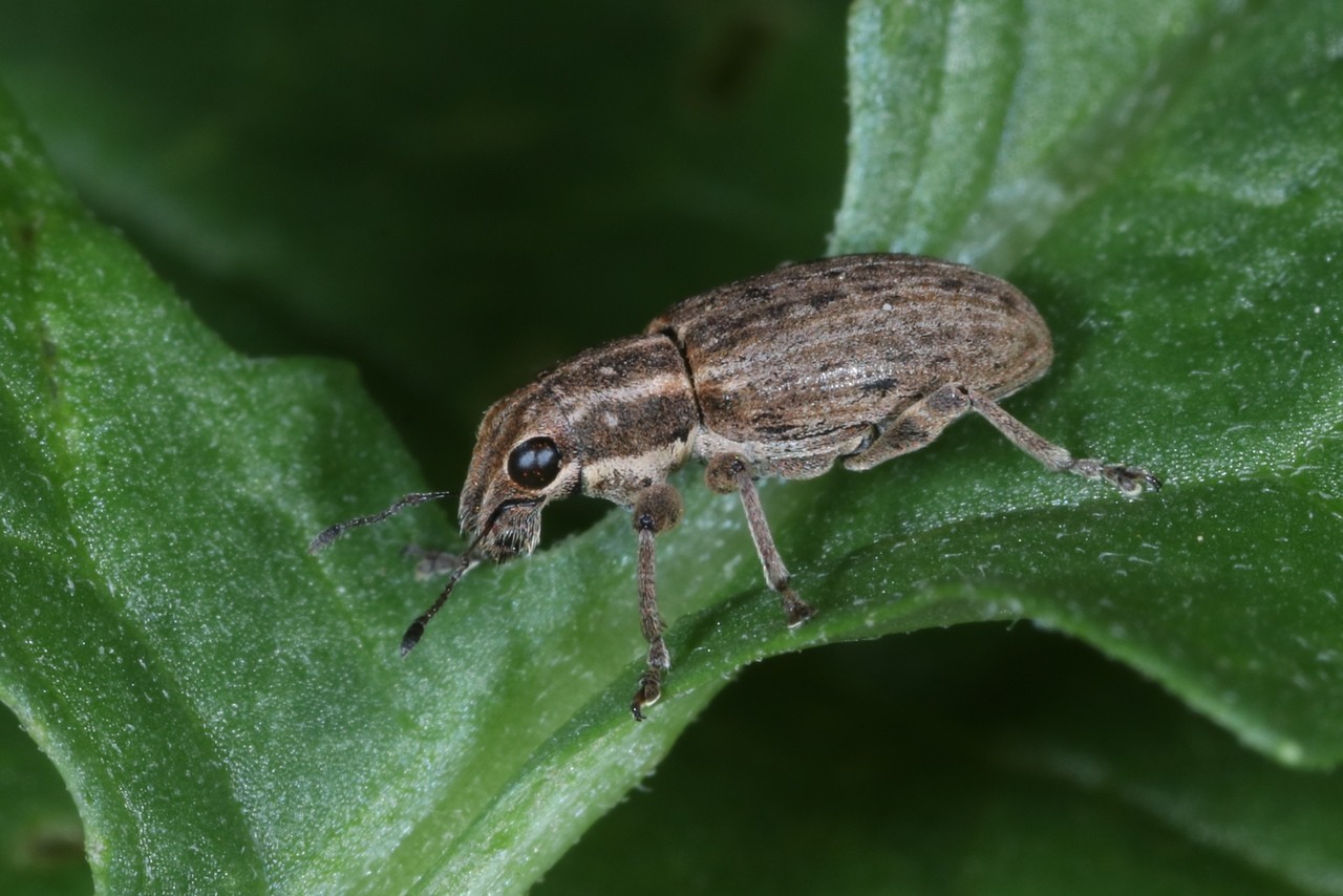 Sitona puncticollis Stephens, 1831