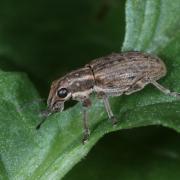 Sitona puncticollis Stephens, 1831