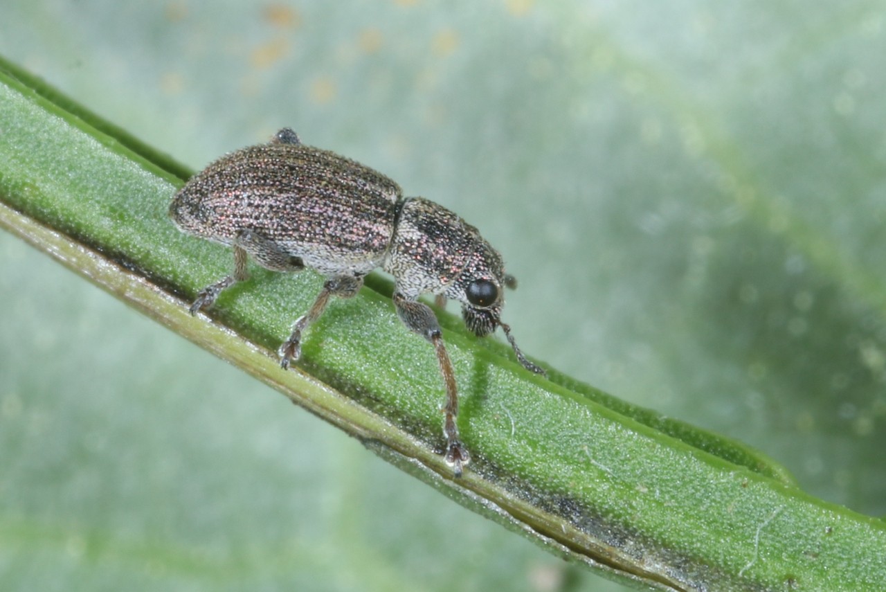 Sitona striatellus Gyllenhal, 1834