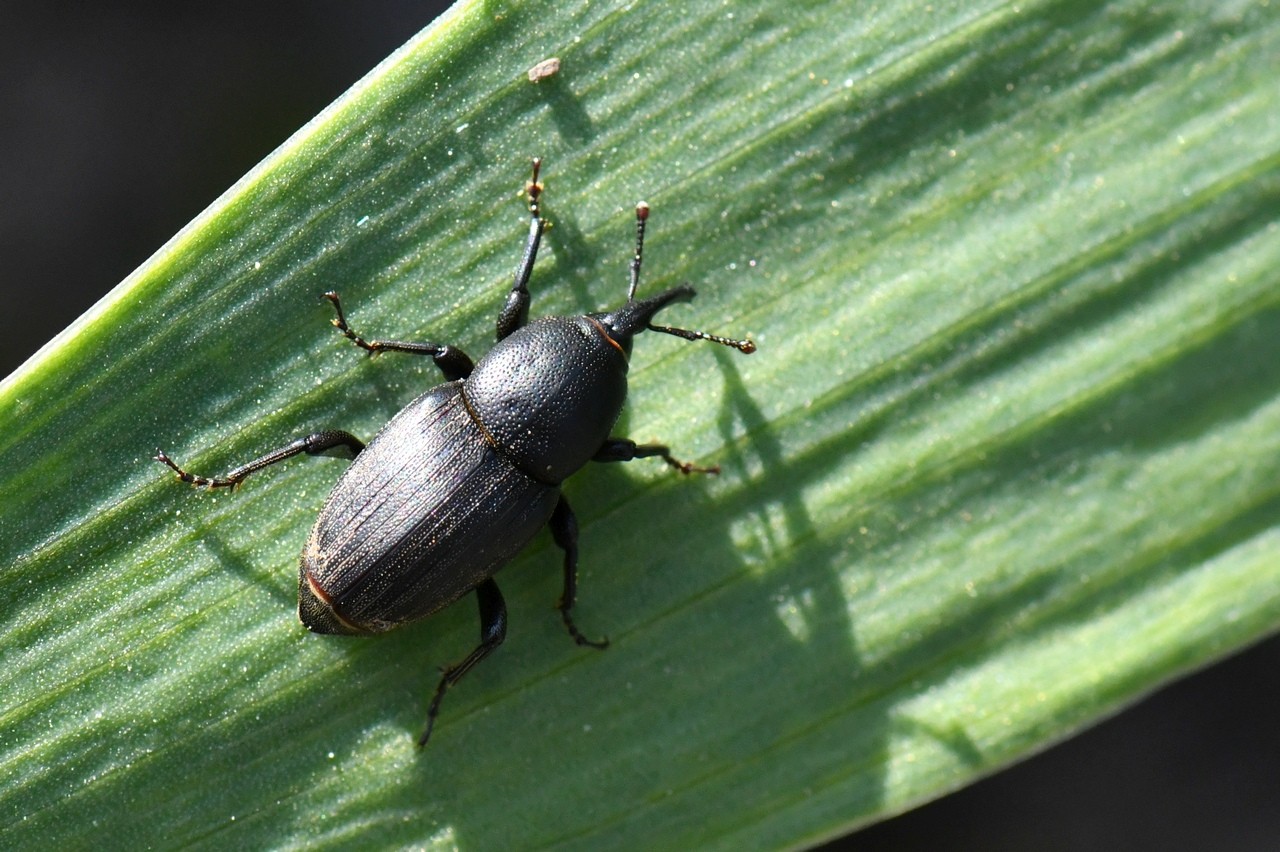 Sphenophorus striatopunctatus (Goeze, 1777) - Charançon du gazon