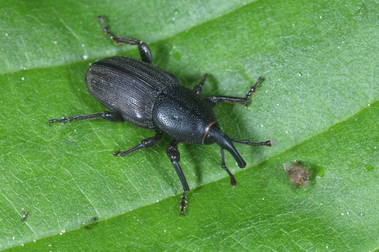 Sphenophorus striatopunctatus (Goeze, 1777) - Charançon du gazon