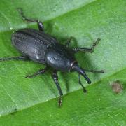 Sphenophorus striatopunctatus (Goeze, 1777) - Charançon du gazon