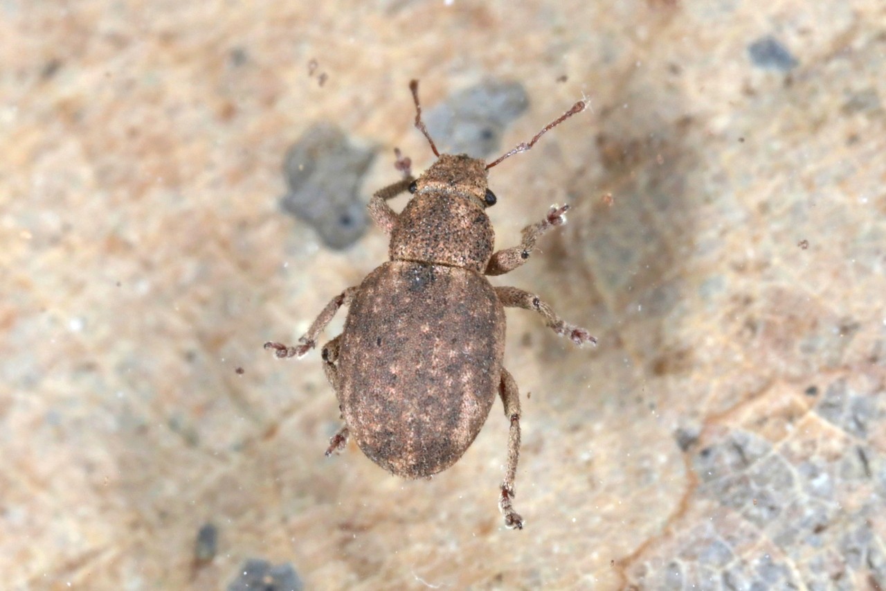 Strophosoma capitatum (De Geer, 1775)