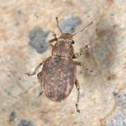 Strophosoma capitatum (De Geer, 1775)