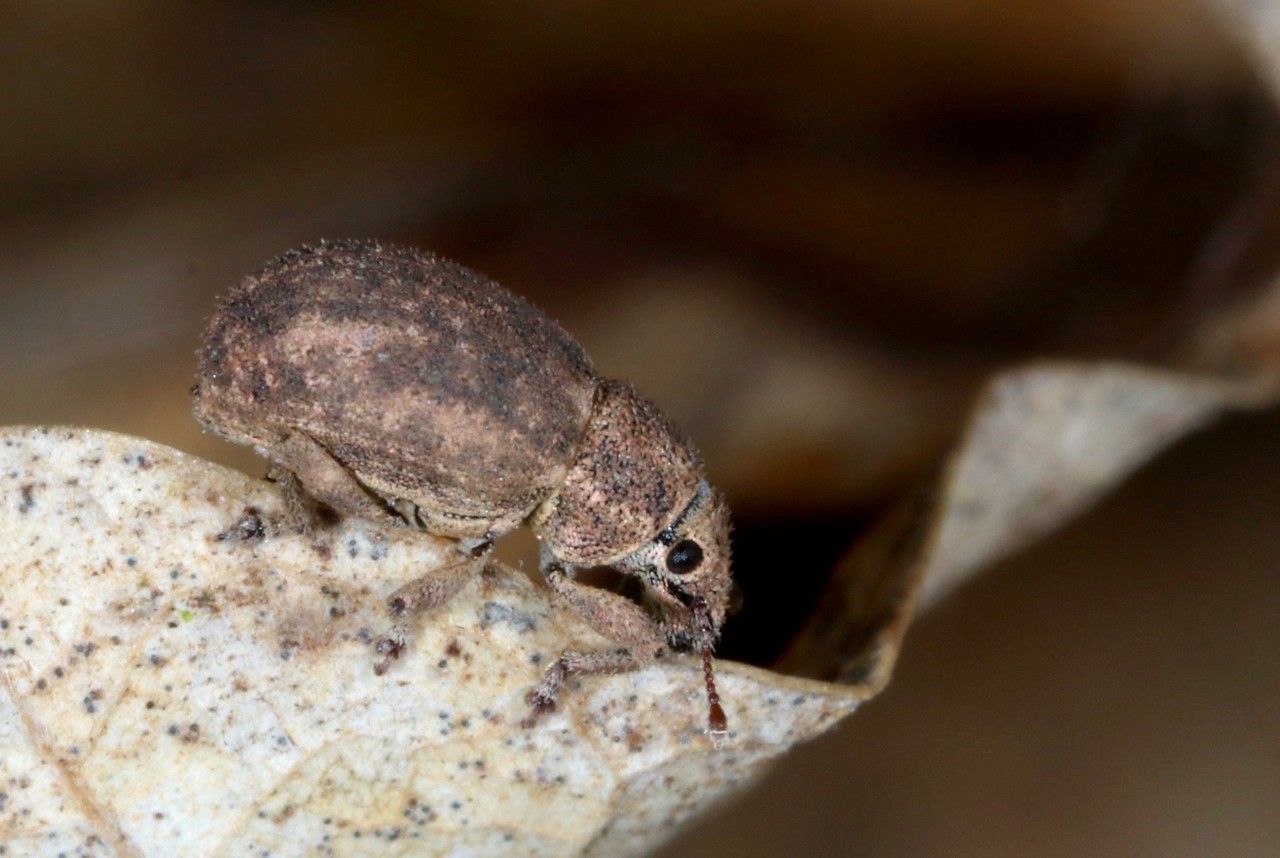 Strophosoma capitatum (De Geer, 1775)