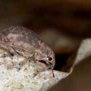 Strophosoma capitatum (De Geer, 1775)