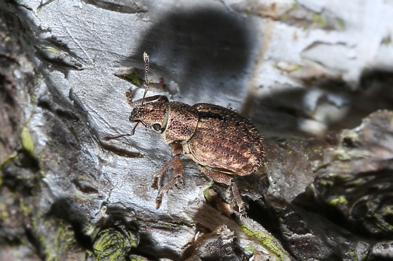 Strophosoma melanogrammum (Forster, 1771) - Charançon du Noisetier