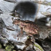 Strophosoma melanogrammum (Forster, 1771) - Charançon du Noisetier