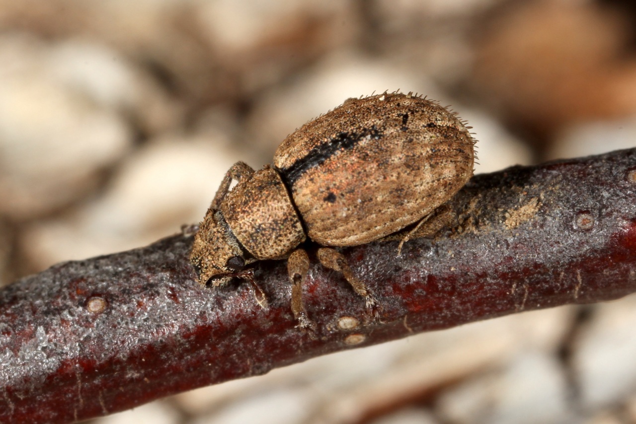 Strophosoma melanogrammum (Forster, 1771) - Charançon du Noisetier