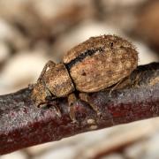 Strophosoma melanogrammum (Forster, 1771) - Charançon du Noisetier